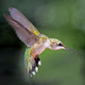 Meet your Posher, Frances